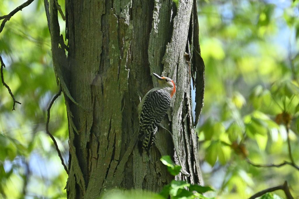 2025-05118053 Ipswitch River Wildlfe Sanctuary,  MA.JPG - Red-bellied Woodpecker. Ipswitch River Wildlife Sanctuary,MA, 5-11-2025